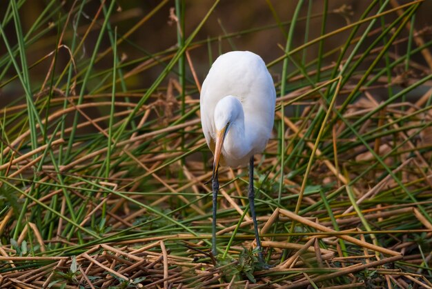 Grande Egret Kruger National Park África do Sul