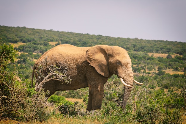 Grande elefante africano andando em arbustos do parque nacional addo, áfrica do sul