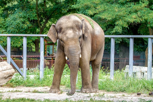 Grande elefante caminha no recinto do zoológico