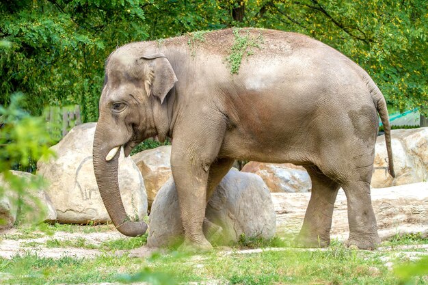 Grande elefante caminha no recinto do zoológico