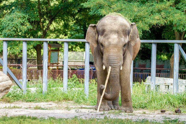 Grande elefante caminha no recinto do zoológico