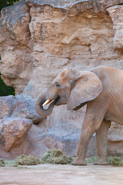 Grande elefante comendo no zoológico