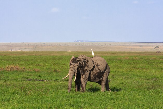 Grande elefante na savana