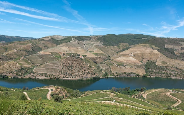 Grande extensão de vinhas no rio douro