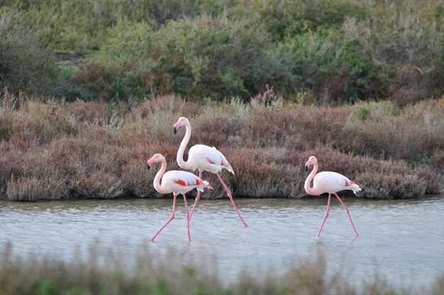 Grande Flamingos