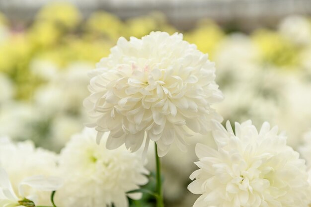 Foto grande flor branca de crisântemo em floração em close-up