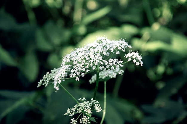 Grande flor branca em um fundo de folhas verdes