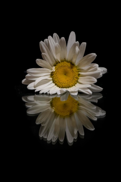 Grande flor de camomila em um fundo preto