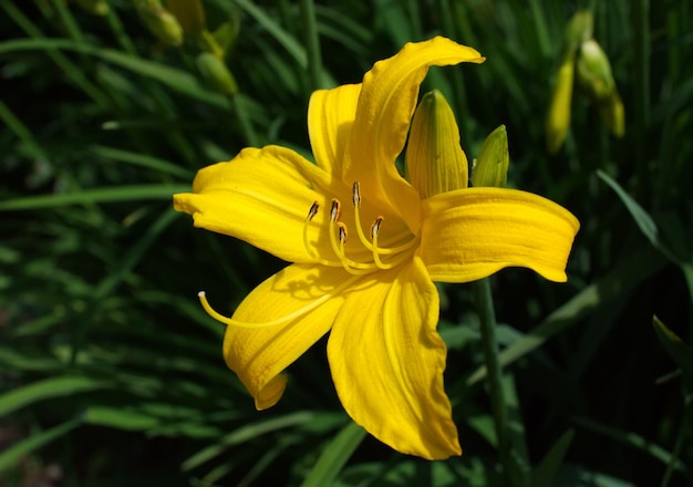 Grande flor de hemerocallis amarelo em um dia de verão ensolarado