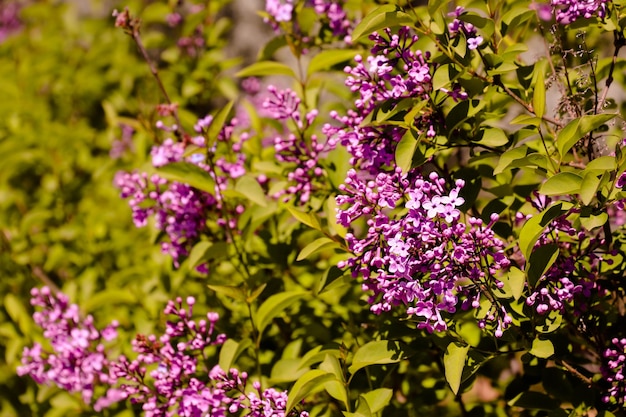 Grande flor de ramo lilás Flores brilhantes de arbustos de lilás de primavera Flores lilás roxas de primavera fechadas em