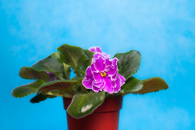 Grande flor de violetas domésticas