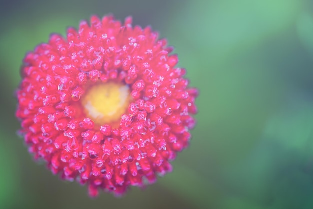 Grande flor rosa em um fundo verde escuro