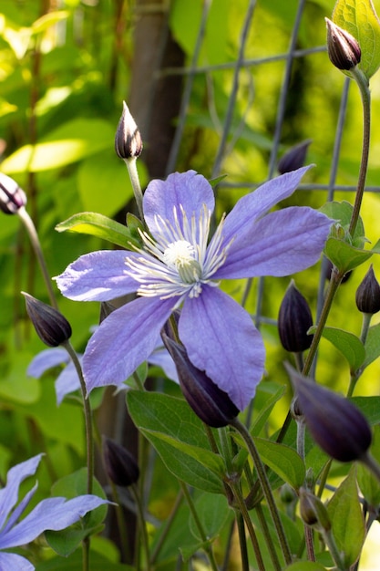 Grande flor roxa e violeta no jardim,