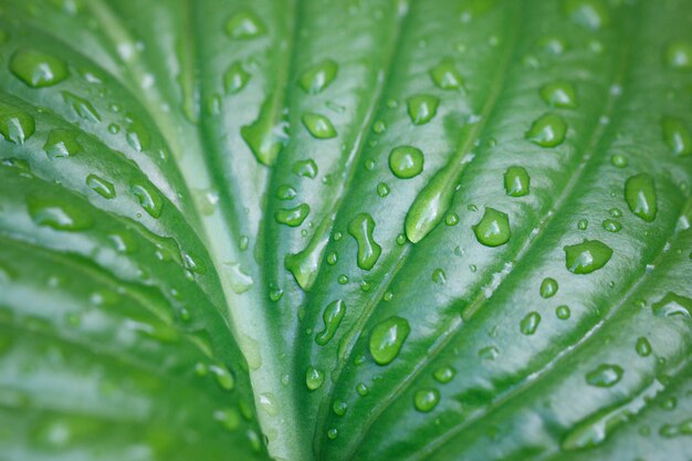 Grande folha com gotas da água. Grandes gotas bonitas da água de chuva transparente em um macro verde da folha. Textura de folha bonita na natureza. Fundo natural.