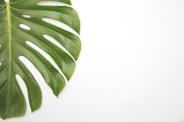 Grande folha tropical verde da planta monstera