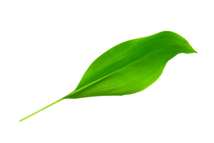 grande folha verde isolada no fundo branco