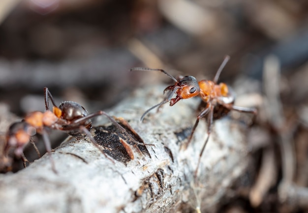 grande formiga vermelha da floresta em habitat natural