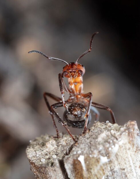 grande formiga vermelha da floresta em habitat natural