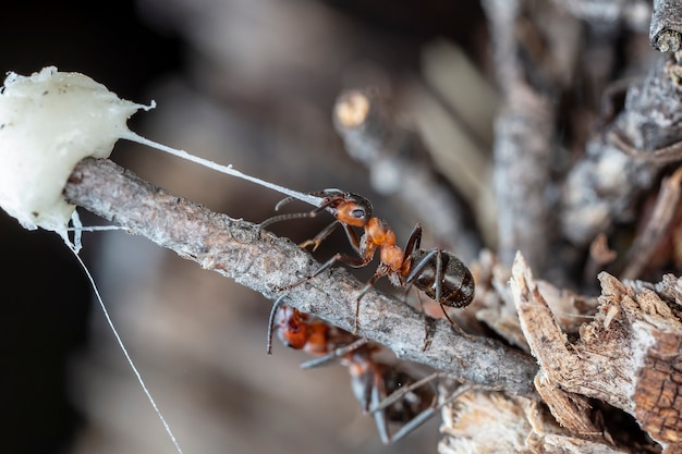 Grande formiga vermelha da floresta em habitat natural