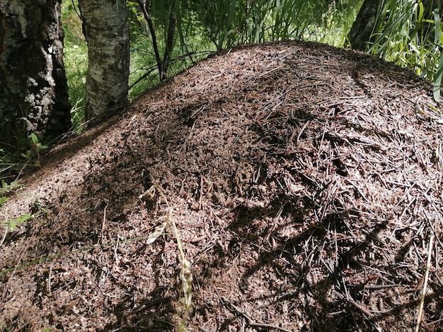 Grande formigueiro marrom vivo em um bosque e floresta de pinheiros