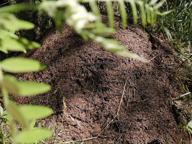 Grande formigueiro marrom vivo em um bosque e floresta de pinheiros