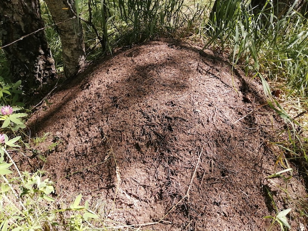 Foto grande formigueiro marrom vivo em um bosque e floresta de pinheiros