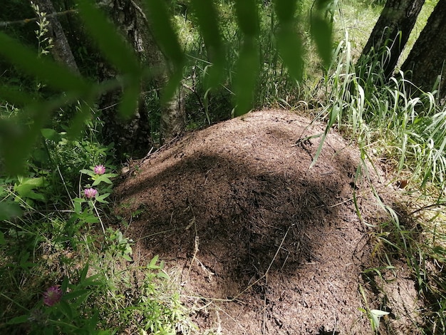 Grande formigueiro marrom vivo em um bosque e floresta de pinheiros