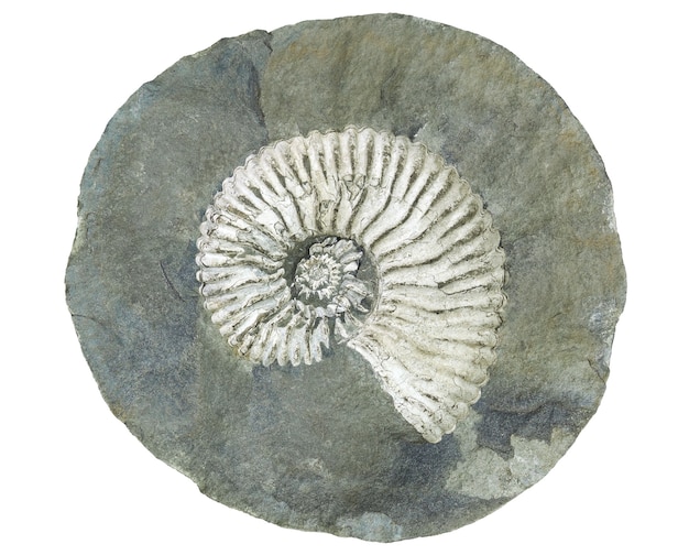 Grande fóssil de um molusco amonita extinto dentro de uma concreção rachada isolada no fundo branco