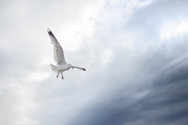 Grande gaivota branca paira sobre o fundo das nuvens de tempestade Gaivota abre suas asas e olha para a câmera