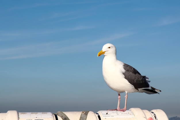 Grande gaivota no barco