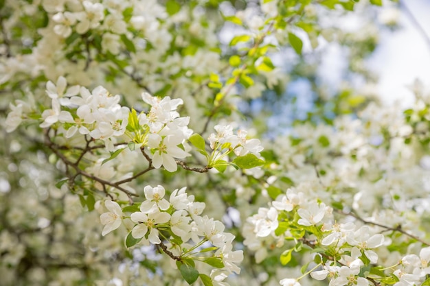 Grande galho com flores de macieira branca e rosa em plena floração em um jardim em um dia ensolarado de primavera