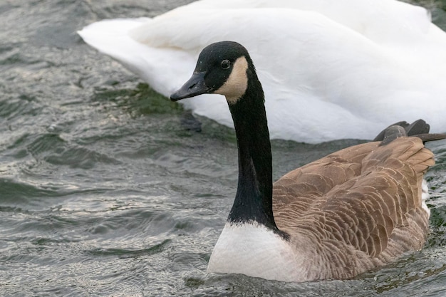 Grande ganso do Canadá (Branta canadensis) Estocolmo, Suécia