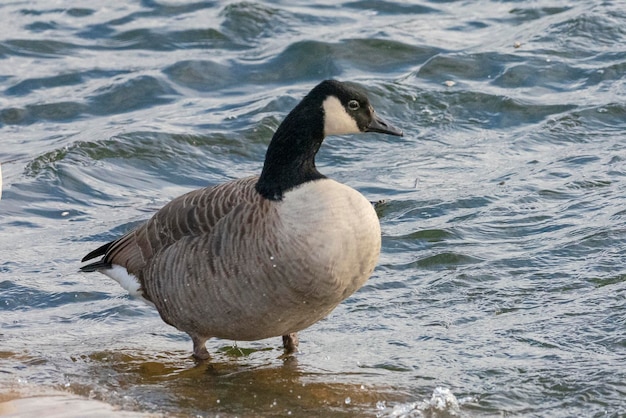 Grande ganso do Canadá (Branta canadensis) Estocolmo, Suécia