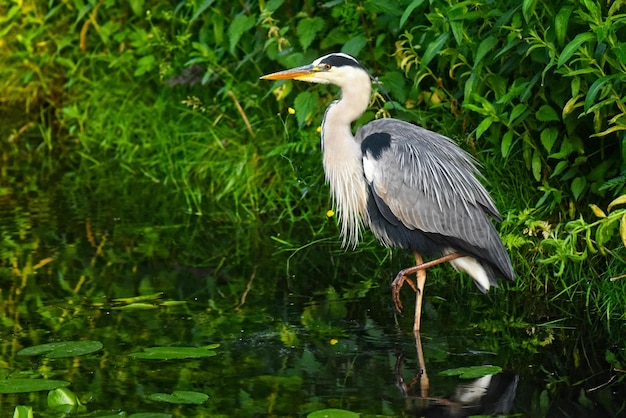 grande garça azul ardea cinerea