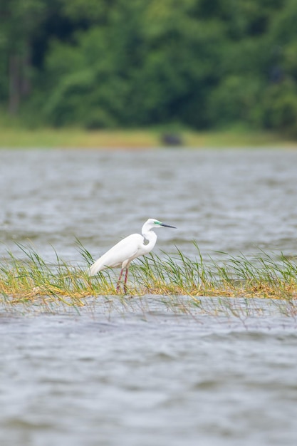 Grande garça com sua plumagem de reprodução sozinha nas águas rasas do reservatório