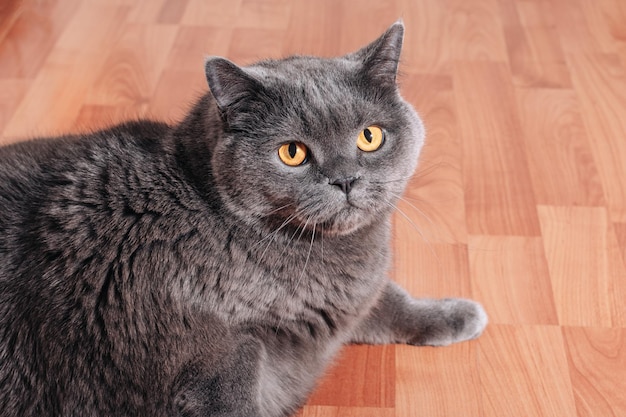 Grande gato cinza da raça britânica sentado no chão de madeira no apartamento