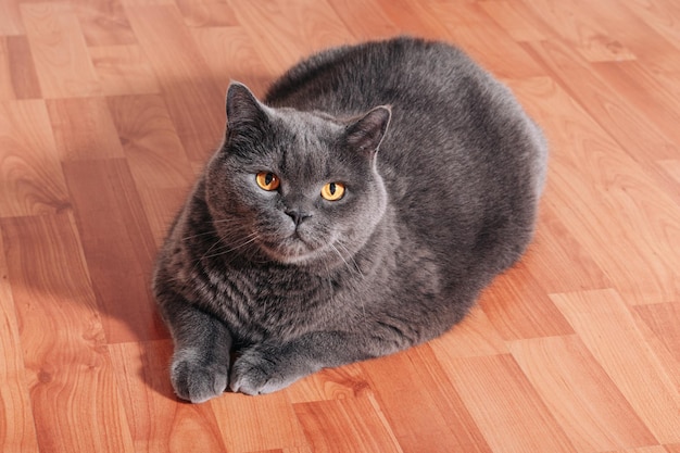 Grande gato cinza da raça britânica sentado no chão de madeira no apartamento