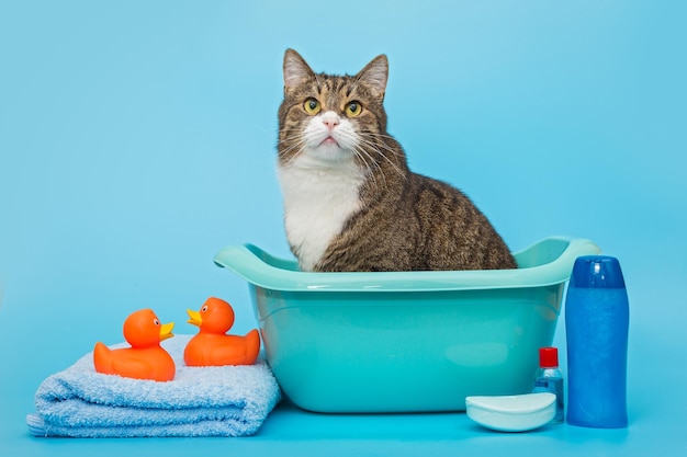 Grande gato cinza está sentado em uma bacia