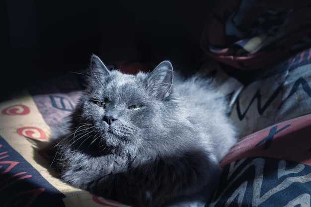 Grande gato cinza fofo da raça nebelung encontra-se em um travesseiro colorido contra fundo escuro