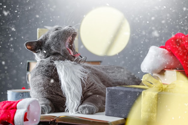 Grande gato cinzento de raça britânica pegando língua de flocos de neve