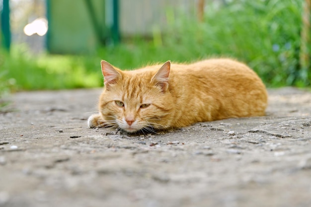 Grande gato de pêlo curto vermelho adulto deitado descansando vista rústica ao ar livre