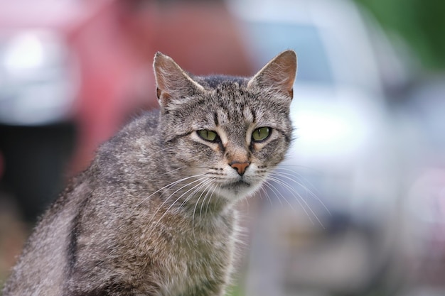 Grande gato de rua cinza descansando no steet ao ar livre no verão