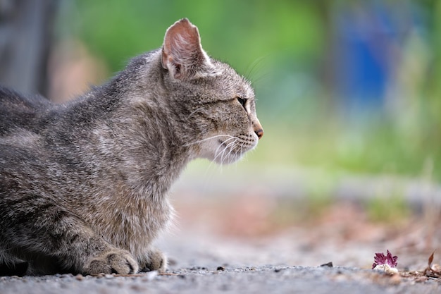 Grande gato de rua cinza descansando no steet ao ar livre no verão