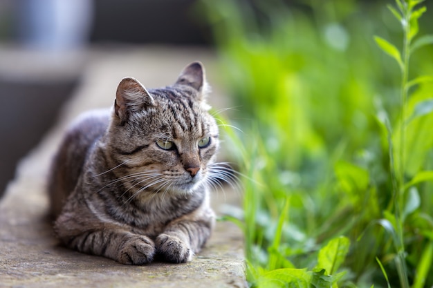 Grande gato doméstico, aproveitando o clima quente do verão.