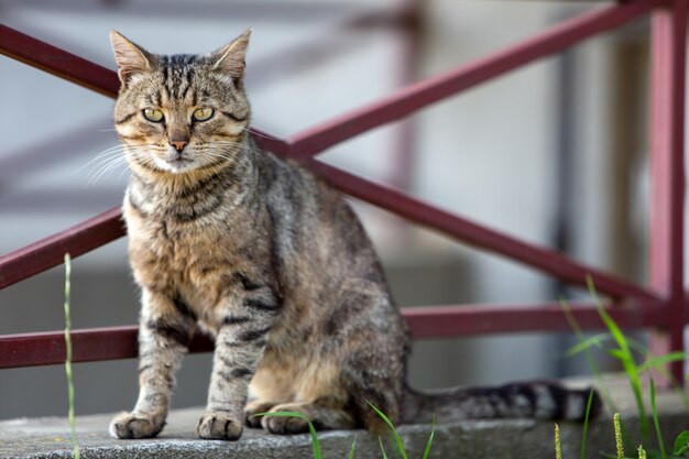 Grande gato doméstico, aproveitando o clima quente do verão.