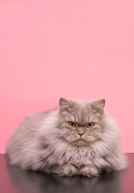 Grande gato fofo bonito sobre um fundo rosa, focado olhando na câmera, posando.