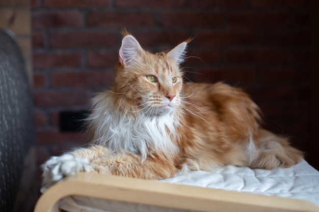 Grande gato Maine Coon vermelho e branco O gato desvia o olhar e se deita em um sofá na sala do loft