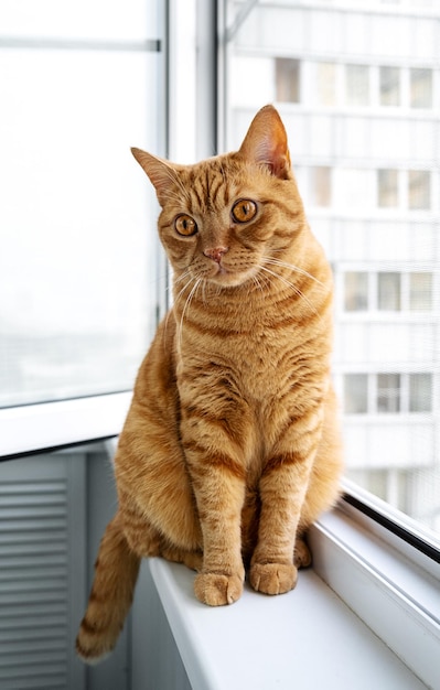 Grande gato ruivo bonito adulto sentado no peitoril da janela