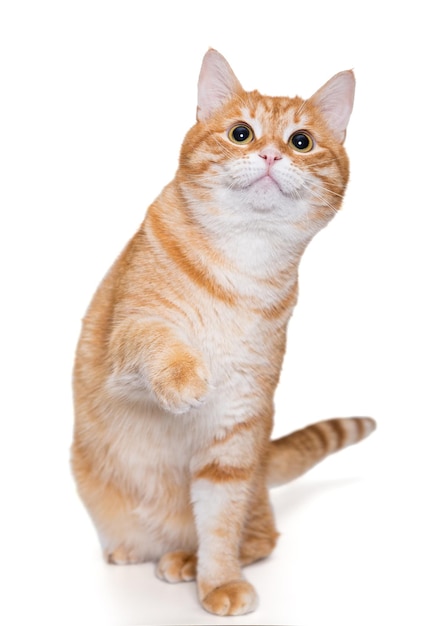 Grande gato ruivo brincando com a pata