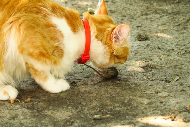 grande gato ruivo come um rato no quintal